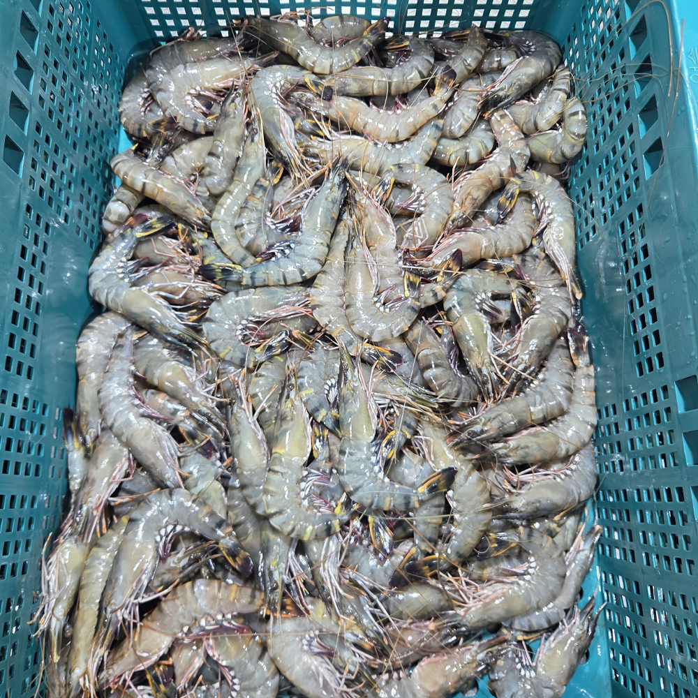 프리미엄 간장 모듬장 꽃게장 돌게장 블랙타이거새우장 가리비장 2.5kg - 상세 이미지 5