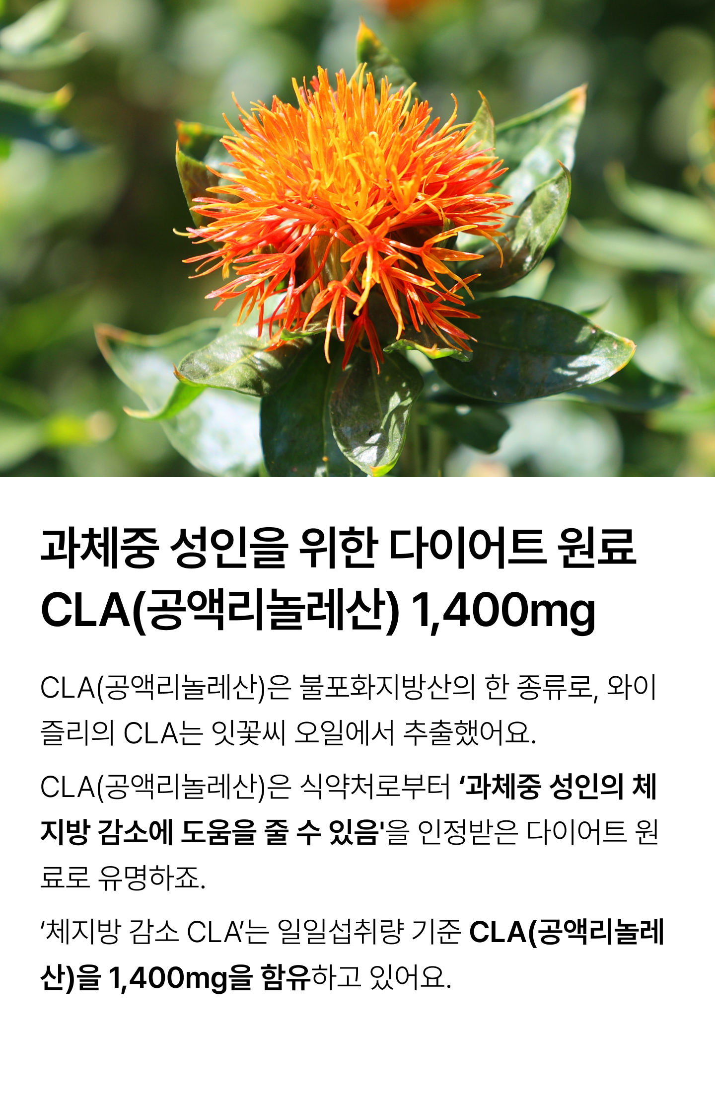 와이즐리 버닝 과체중 다이어트 체지방 감소 CLA 30캡슐, 3개 - 상세 이미지 4