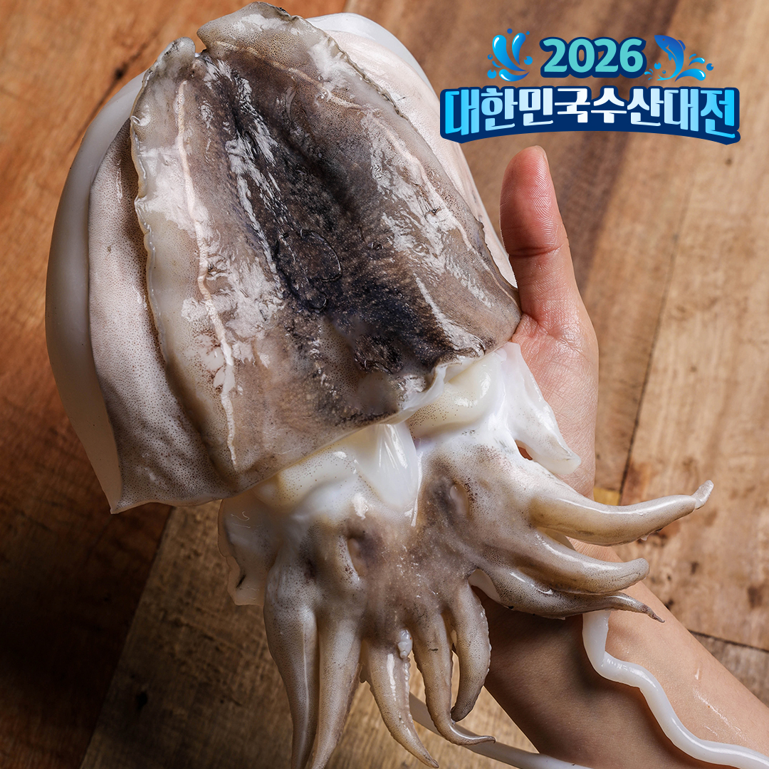 손질갑오징어 냉동 갑오징어볶음 숙회 구이 1.5kg 수산물이력제 친절한어부씨 - 상품 이미지