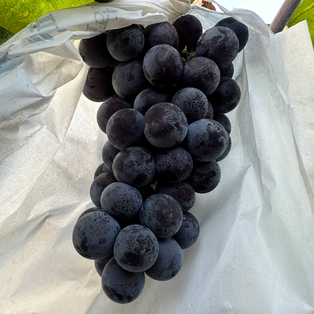 국내산 캠벨포도 고당도 산지직송 제철 신선한 가정용 선물용 1kg 1.5kg 2kg - 상세 이미지 5