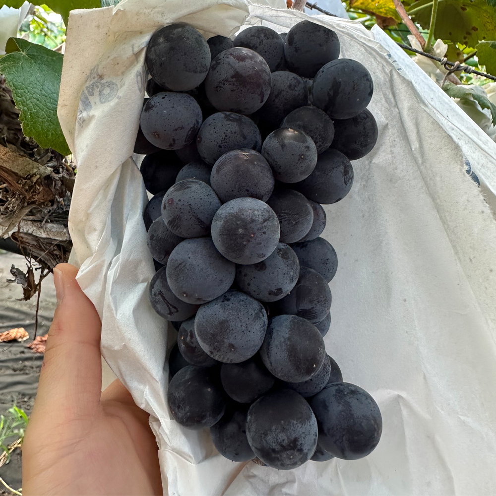 국내산 캠벨포도 고당도 산지직송 제철 신선한 가정용 선물용 1kg 1.5kg 2kg 이미지 7