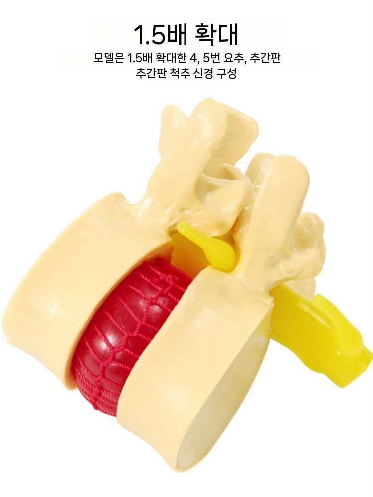 척추 요추 모형 허리 병원 정형외과 교구 모양 화이트 - 상세 이미지 5