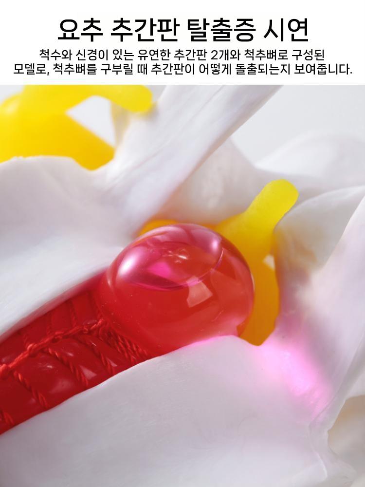 척추 요추 모형 허리 병원 정형외과 교구 모양 화이트 - 상세 이미지 4