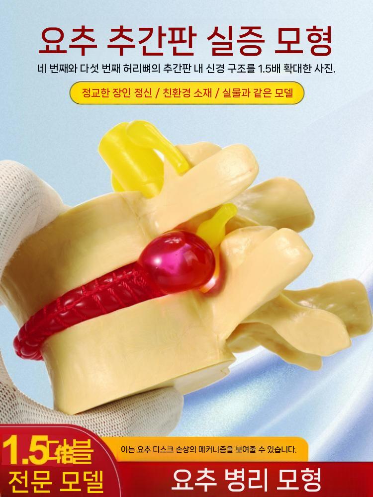 척추 요추 모형 허리 병원 정형외과 교구 모양 화이트 - 상세 이미지 2