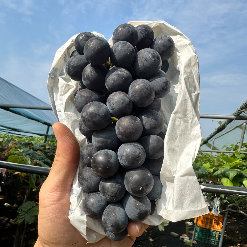 국내산 캠벨포도 고당도 산지직송 제철 신선한 가정용 선물용 1kg 1.5kg 2kg - 상품 이미지