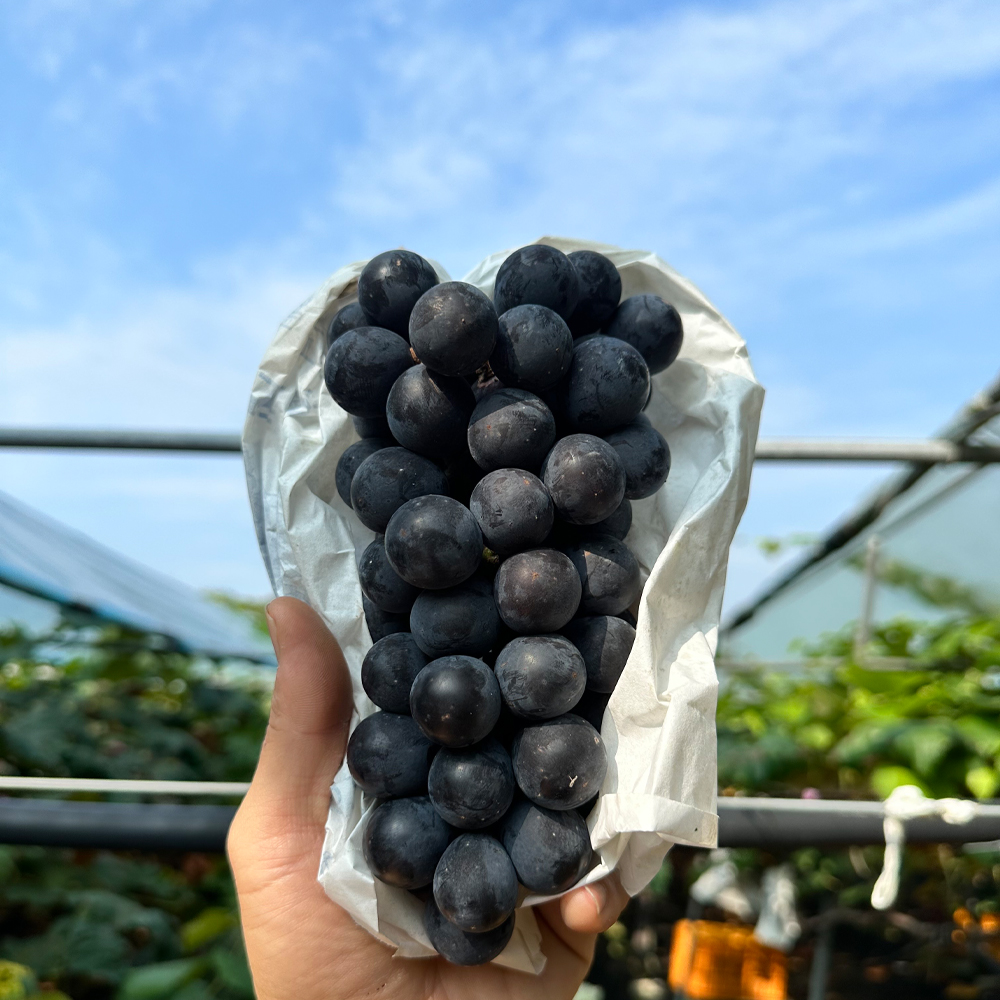 국내산 캠벨포도 고당도 산지직송 제철 신선한 가정용 선물용 1kg 1.5kg 2kg 이미지 8