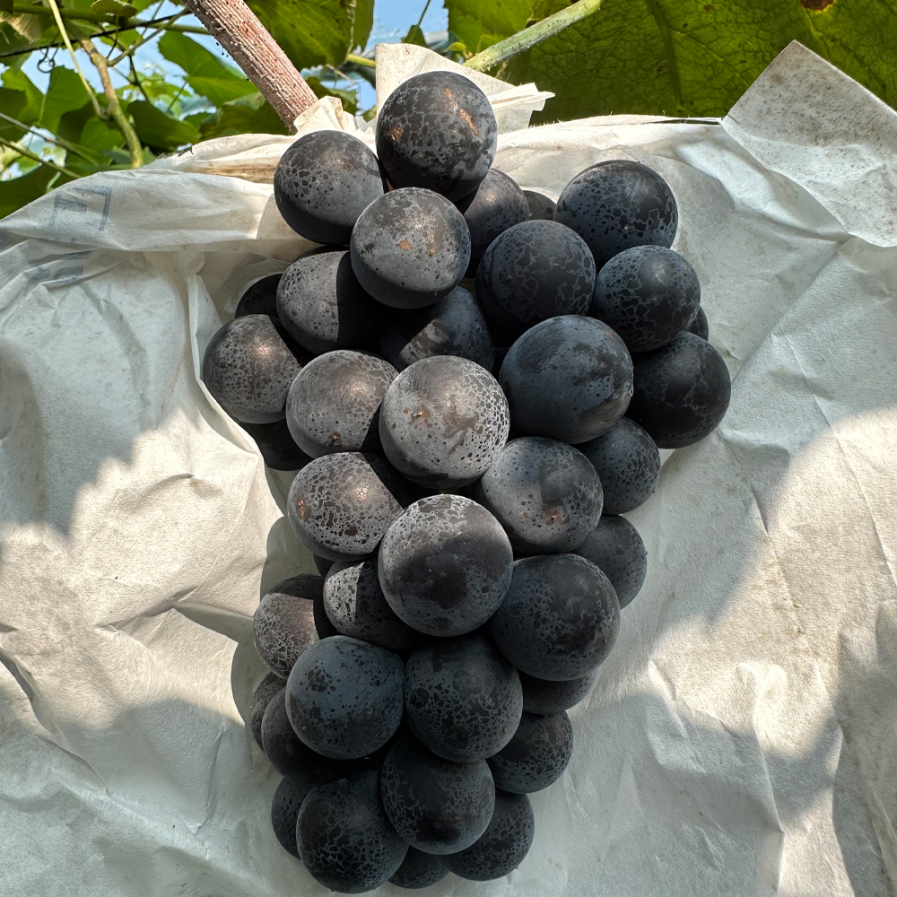 국내산 캠벨포도 고당도 산지직송 제철 신선한 가정용 선물용 1kg 1.5kg 2kg 이미지 6