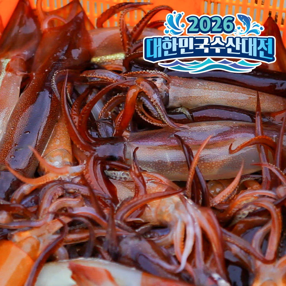 오징어 초코오징어 생물 생오징어 1kg 통찜 통찜용 냉동 급냉 총알 활 선동 손질 국내산 : 그대의밥상