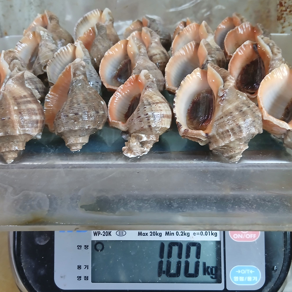 토해원 여수 제철 참소라 1kg 국내산 신선 활소라 해산물 숙회 해물탕 - 상세 이미지 5