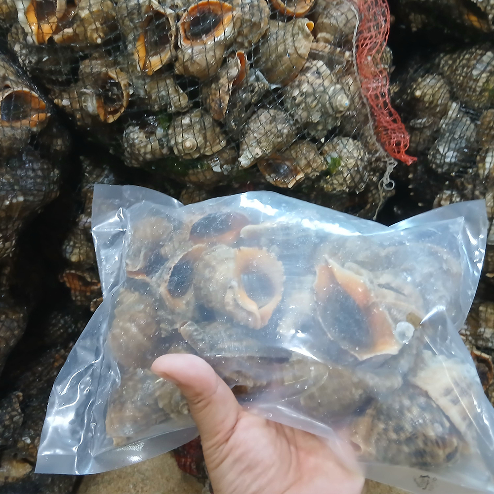토해원 여수 제철 참소라 1kg 국내산 신선 활소라 해산물 숙회 해물탕 - 상세 이미지 4
