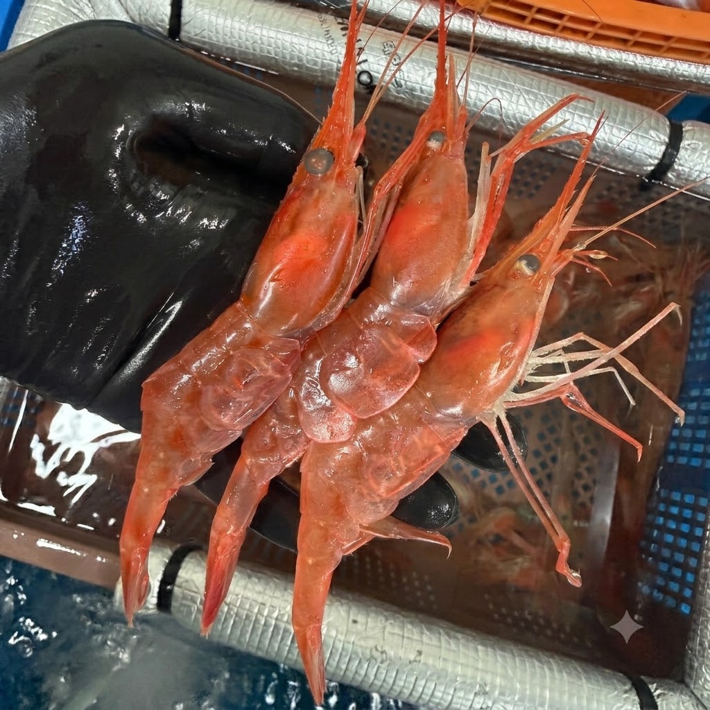 청정씨푸드 동해안 활 단새우 500g 손질 20p 이미지 6