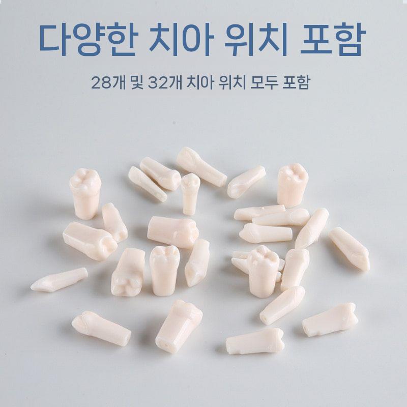 치아 모형 연습 모델 교구 인체 임플란트 마네킹 양치 28치 - 상세 이미지 5