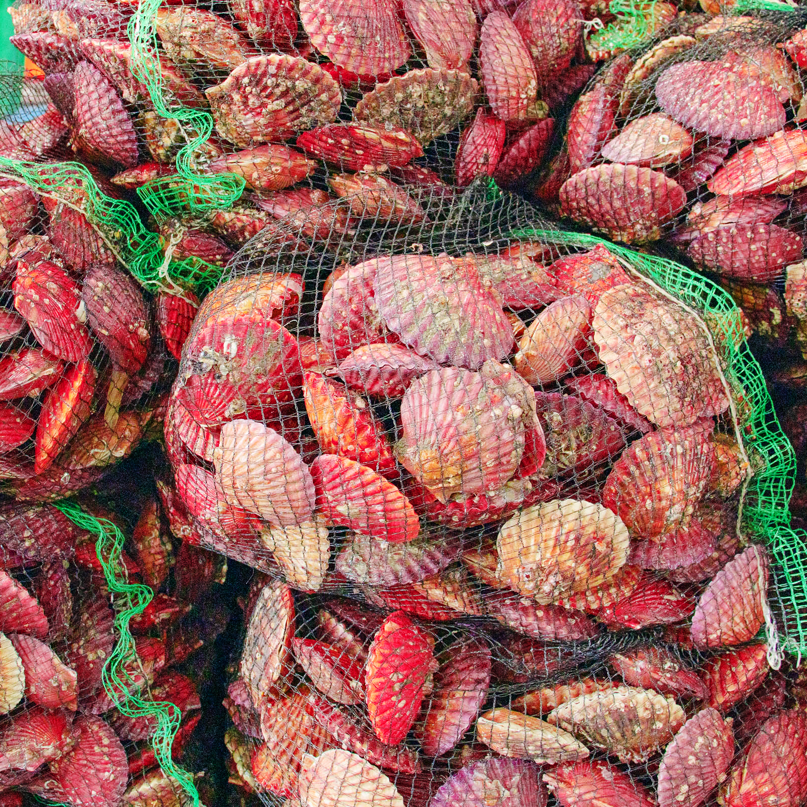통영 제철 비단 홍 가리비 1kg 급냉 세척 선별 생물 - 상세 이미지 4