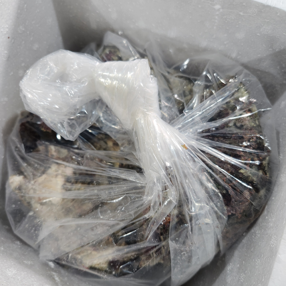 통영 산지직송 삼배체굴 자연산 바위굴 혼합세트 생굴 제철 국내산 2kg 이미지 6