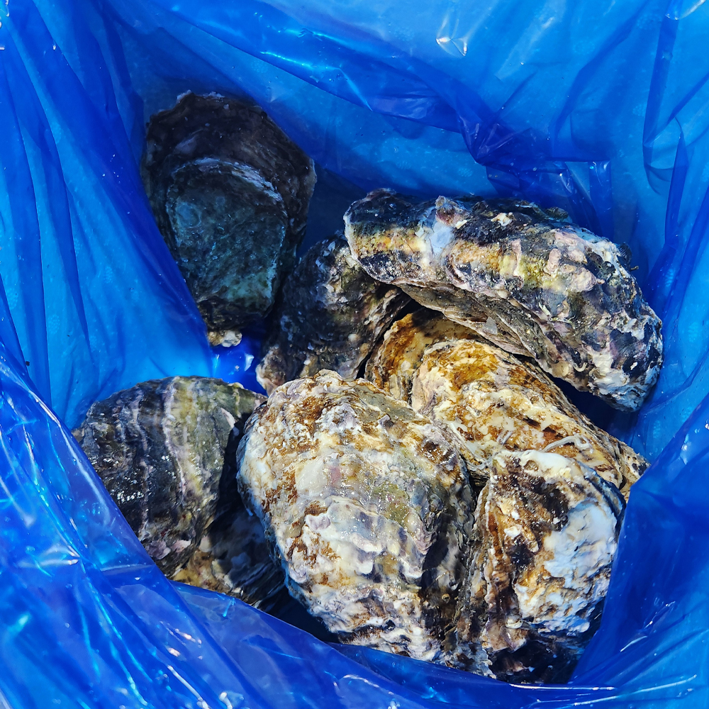 통영 산지직송 삼배체굴 자연산 바위굴 혼합세트 생굴 제철 국내산 2kg 이미지 8