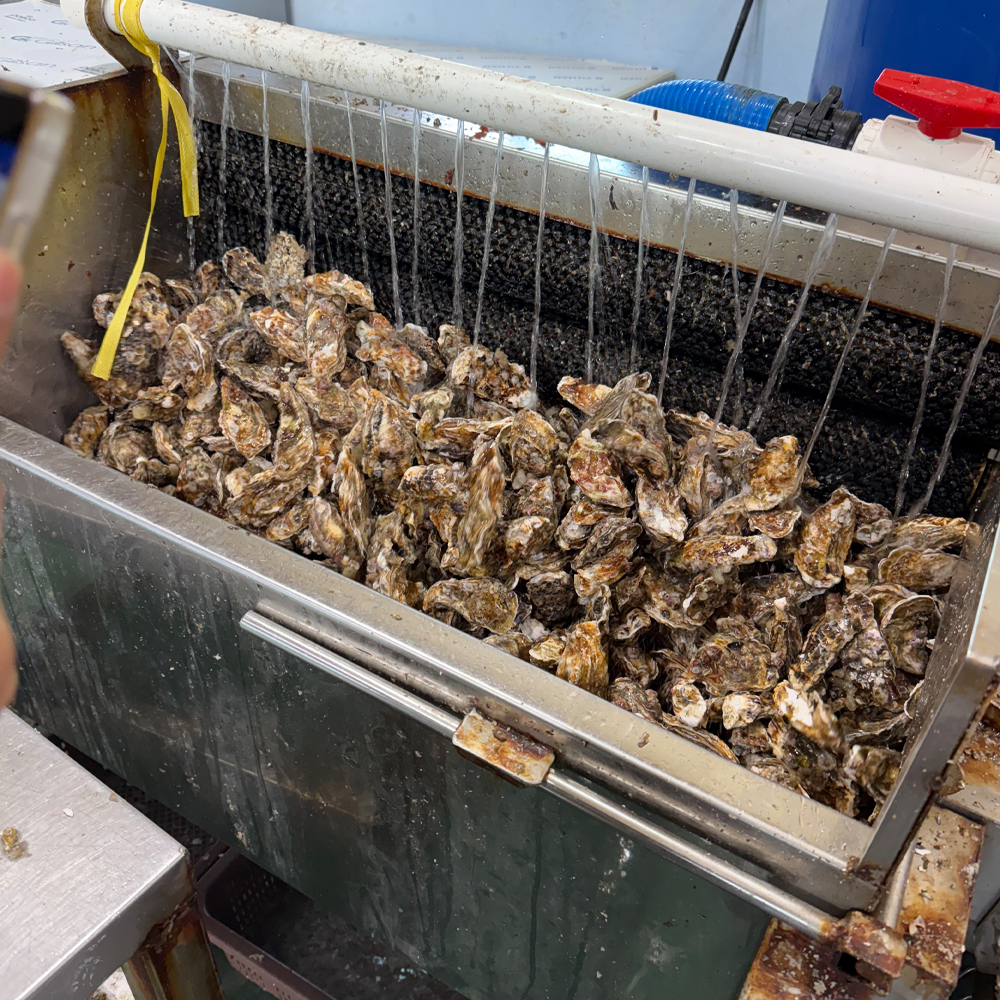 통영 산지직송 삼배체굴 자연산 바위굴 혼합세트 생굴 제철 국내산 2kg - 상세 이미지 4