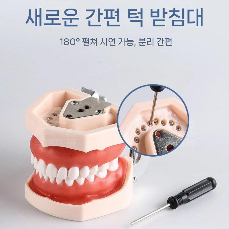 치아 모형 연습 모델 교구 인체 임플란트 마네킹 양치 28치 - 상세 이미지 4