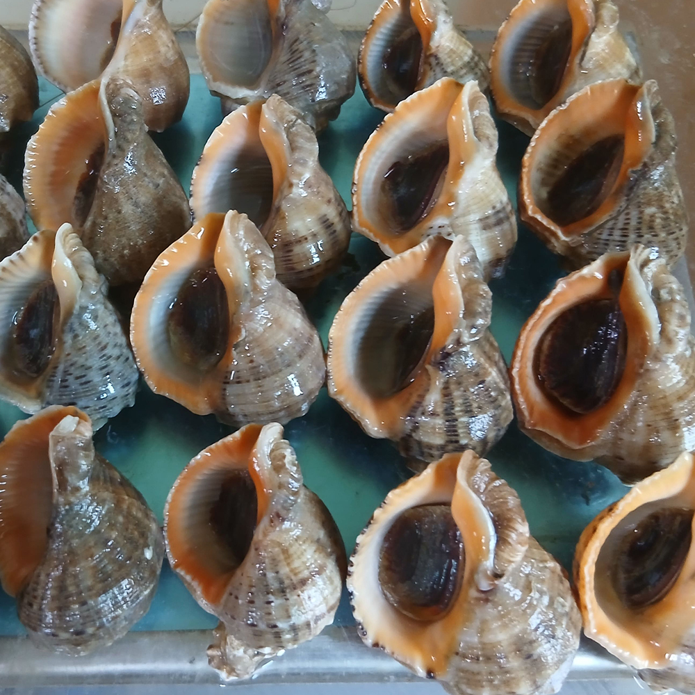 토해원 여수 제철 참소라 1kg 국내산 신선 활소라 해산물 숙회 해물탕 - 상세 이미지 3
