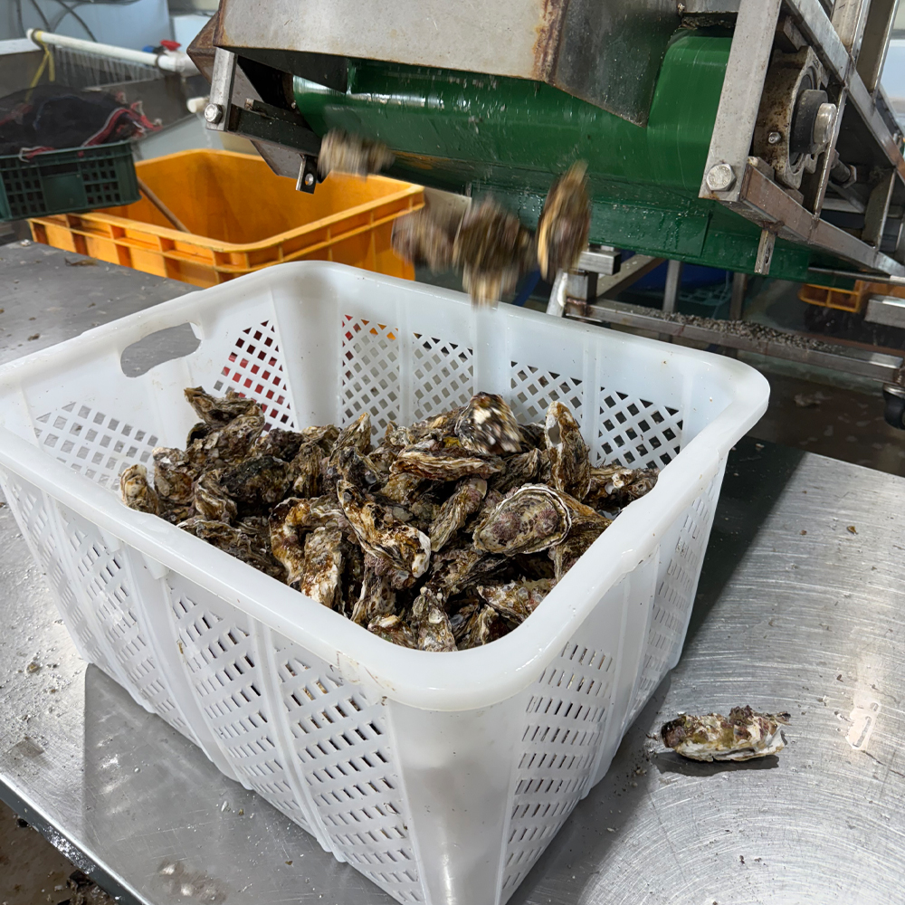 통영 산지직송 삼배체굴 자연산 바위굴 혼합세트 생굴 제철 국내산 2kg - 상세 이미지 3