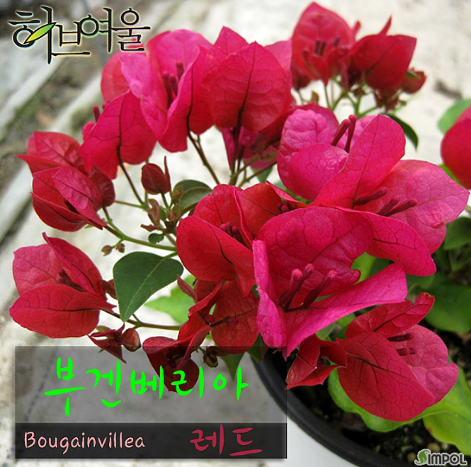 부겐베리아 빨강 (레드) 지름 15cm 중품화분 (좋은흙만 사용한 건강한식물) - 상품 이미지