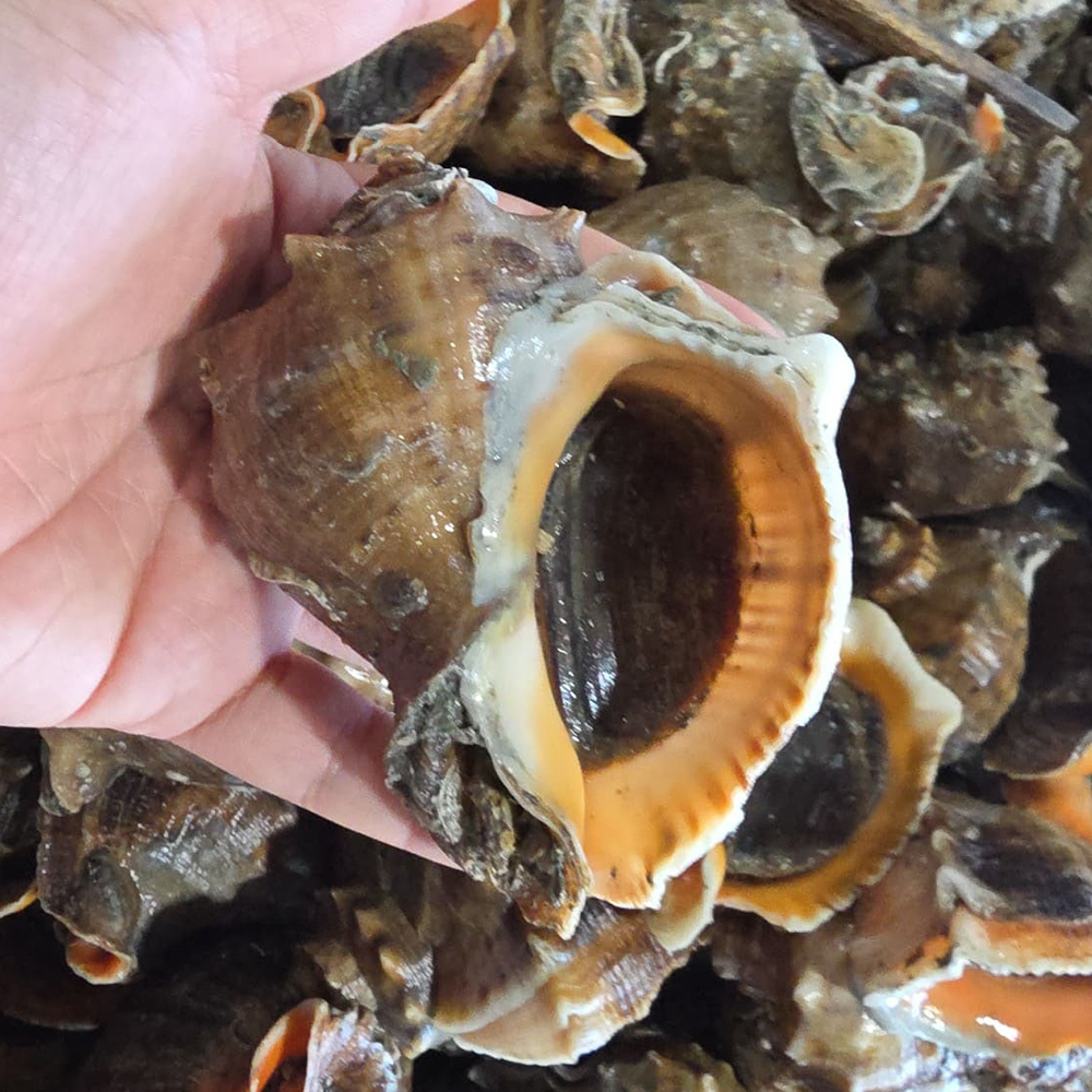 토해원 여수 제철 참소라 1kg 국내산 신선 활소라 해산물 숙회 해물탕 - 상품 이미지