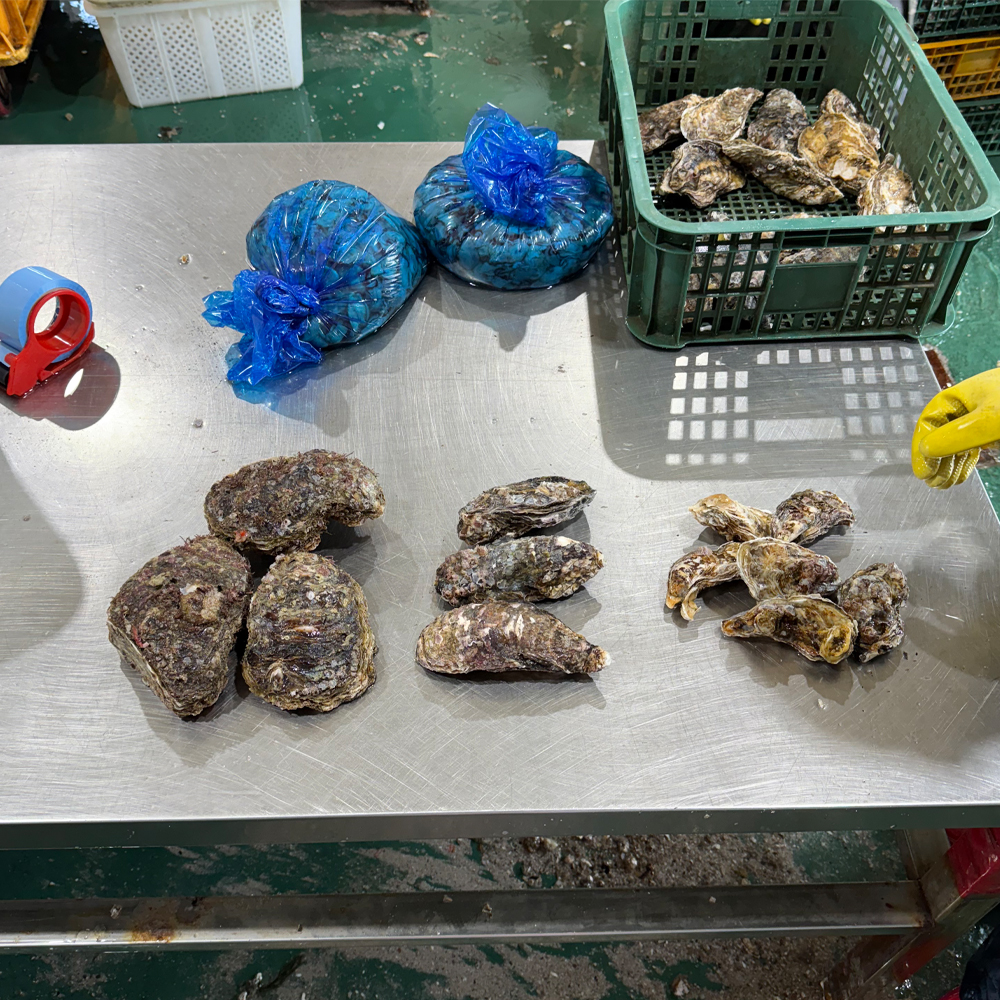 통영 산지직송 삼배체굴 자연산 바위굴 혼합세트 생굴 제철 국내산 2kg - 상세 이미지 2