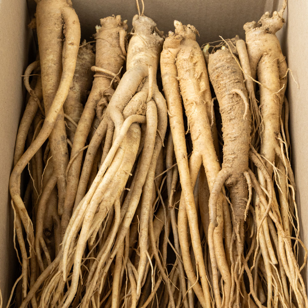토해원 경북 영주 국내산 세척도라지 상약 신선한 약도라지 1kg 2kg 이미지 8