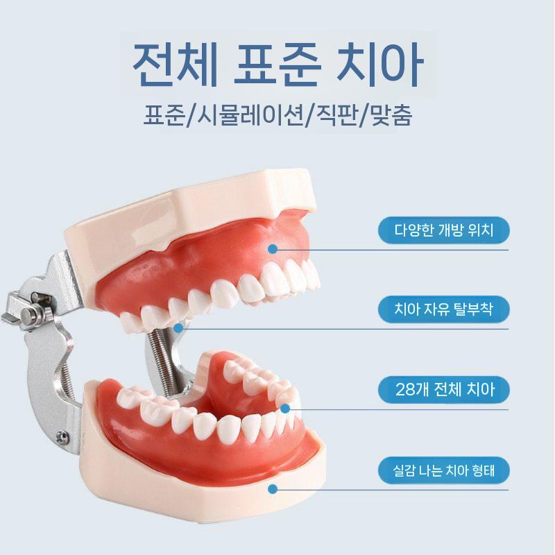 치아 모형 연습 모델 교구 인체 임플란트 마네킹 양치 28치 - 상세 이미지 3