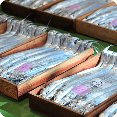 목포 손질 먹갈치 2kg 내외(손질 후 1.5kg) / 6-8미 빙장포장 / 국내산 - 상세 이미지 3