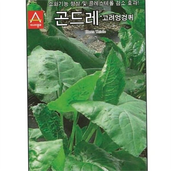 식용 고려 엉겅퀴 씨앗 100립 재배용 곤드레 씨앗 산나물 나물 - 상품 이미지