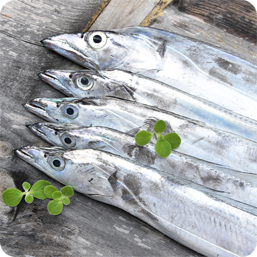 목포 손질 먹갈치 2kg 내외(손질 후 1.5kg) / 6-8미 빙장포장 / 국내산 - 상세 이미지 2