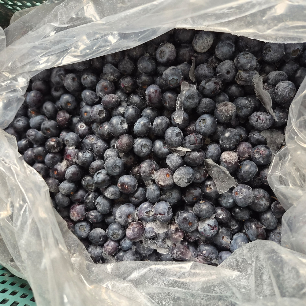국내산 냉동 블루베리 급냉 1kg 산지직송 (중과,대과, 특대과) - 상세 이미지 2