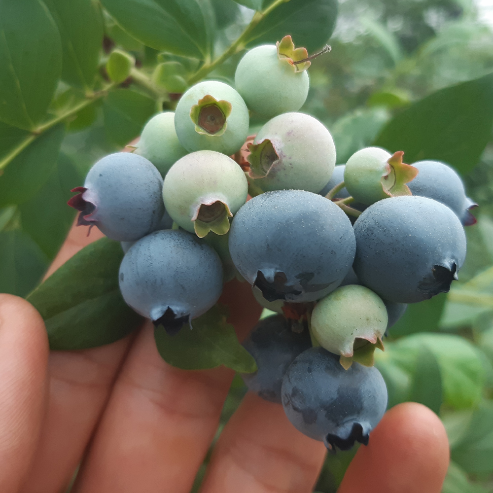 국내산 냉동 블루베리 급냉 1kg 산지직송 (중과,대과, 특대과) - 상세 이미지 5