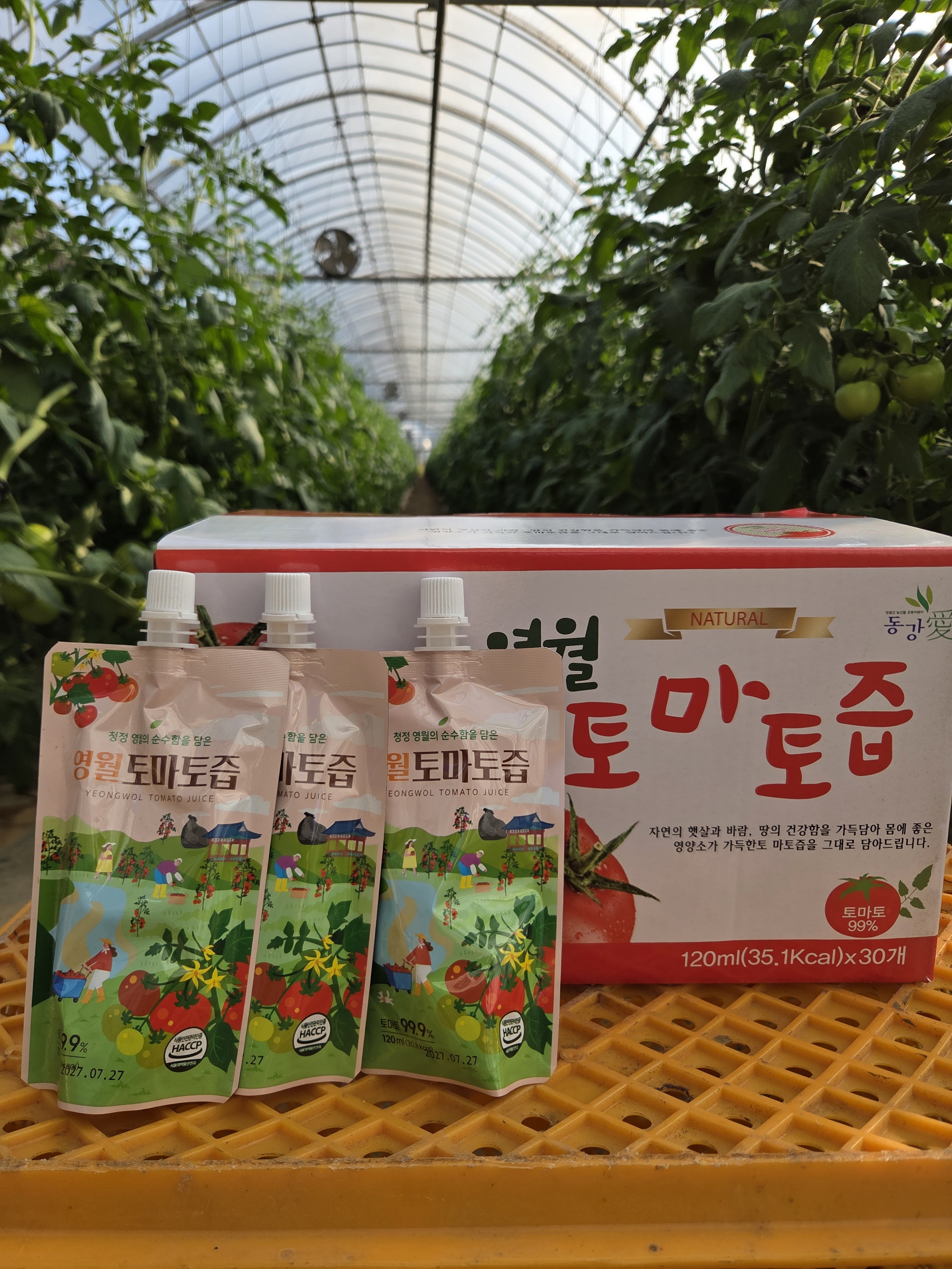 영월 토마토즙 NFC 저온 착즙 방식 - 30개입 - 상세 이미지 2