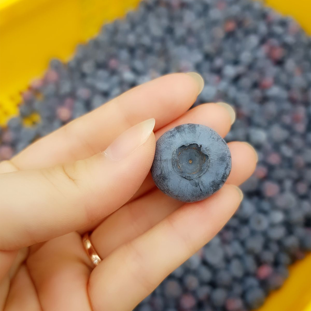 국내산 냉동 블루베리 급냉 1kg 산지직송 (중과,대과, 특대과) - 상품 이미지