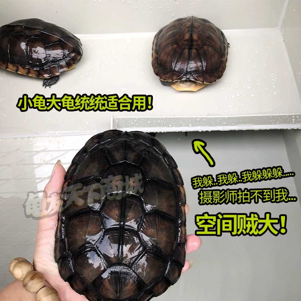 거북이 사육장 오픈형 반수생 애완용 용품 60x40x25 케이지 측면배수 - 상세 이미지 5