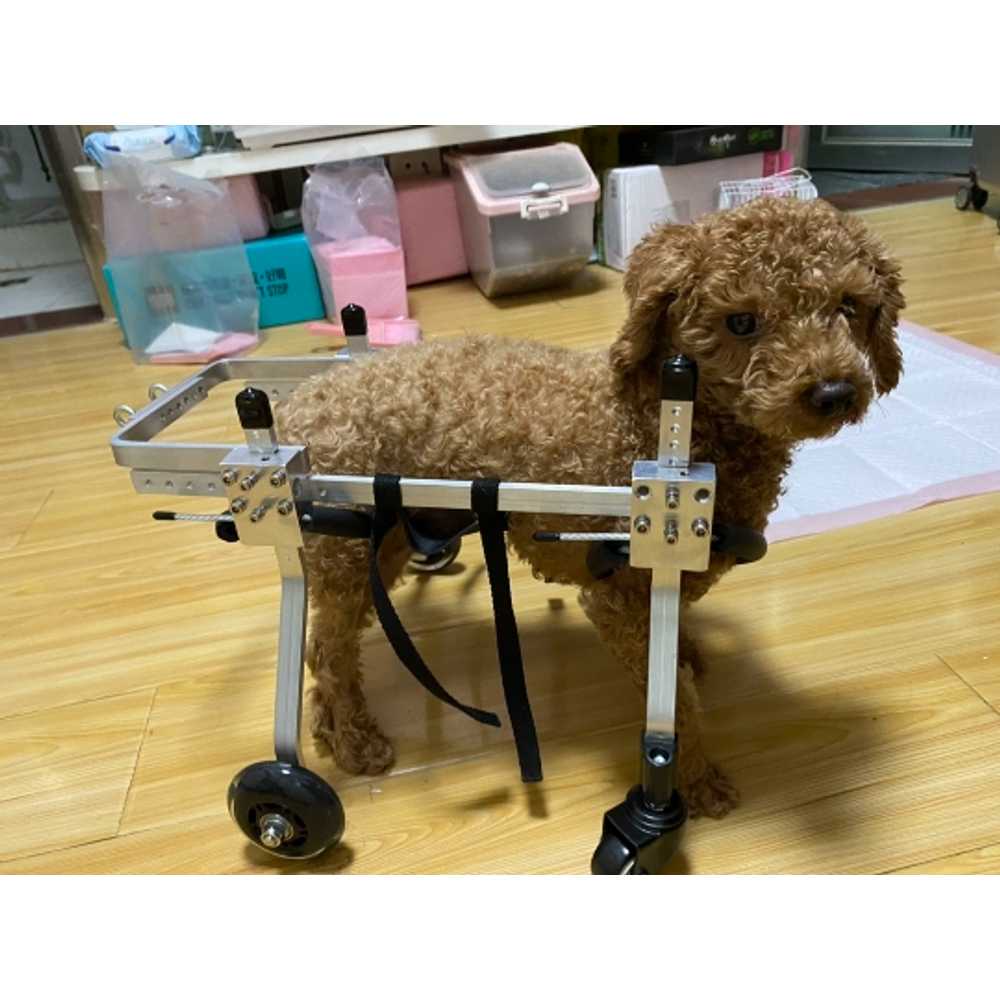 강아지 보행기 노견 애견 뒷다리 보조기 슬개골 보호 XXS - 상세 이미지 3