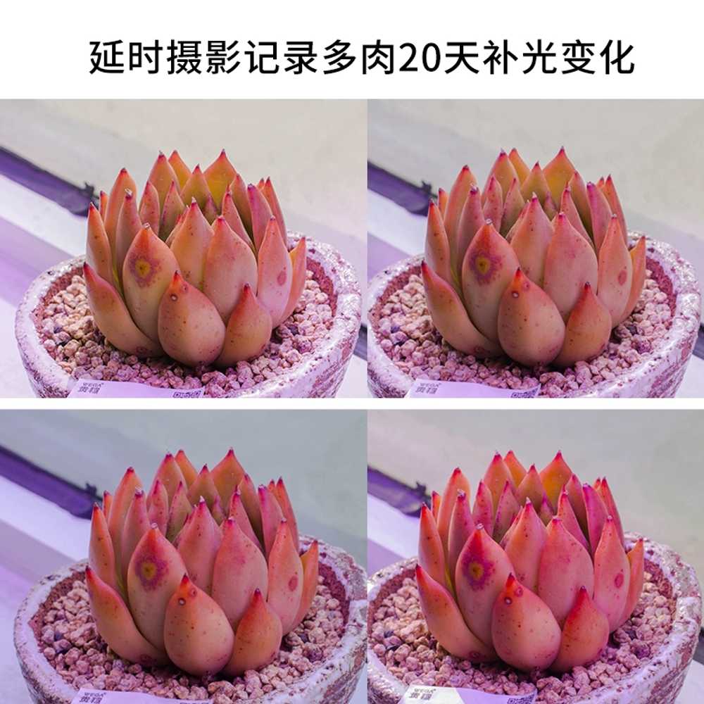 대형 식물성장등 베란다 꽃집 램프 화초 조명 생장등 - 상세 이미지 2