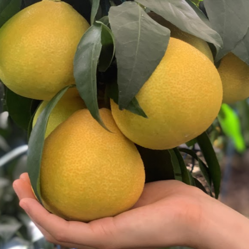 제주 하우스 황금향 새콤달콤 제철과일 산지직송 2kg, 1개 - 상세 이미지 5