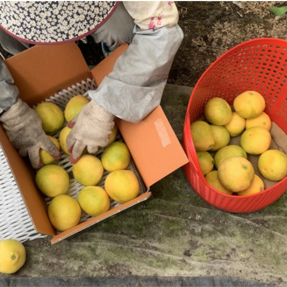 제주 하우스 황금향 새콤달콤 제철과일 산지직송 2kg, 1개 - 상세 이미지 4