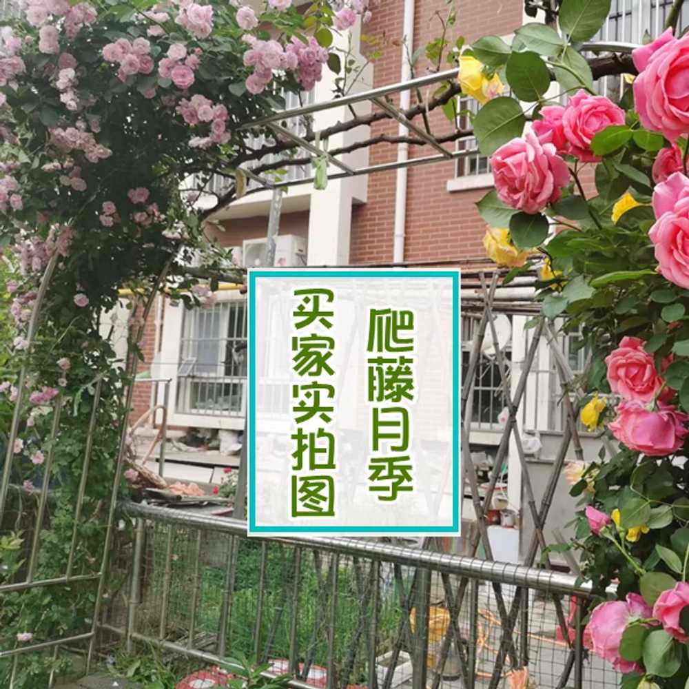 장미 기둥 지지대 정원 마당 원예 덩쿨 식물 지주대 1.8x2.4x40 - 상세 이미지 3