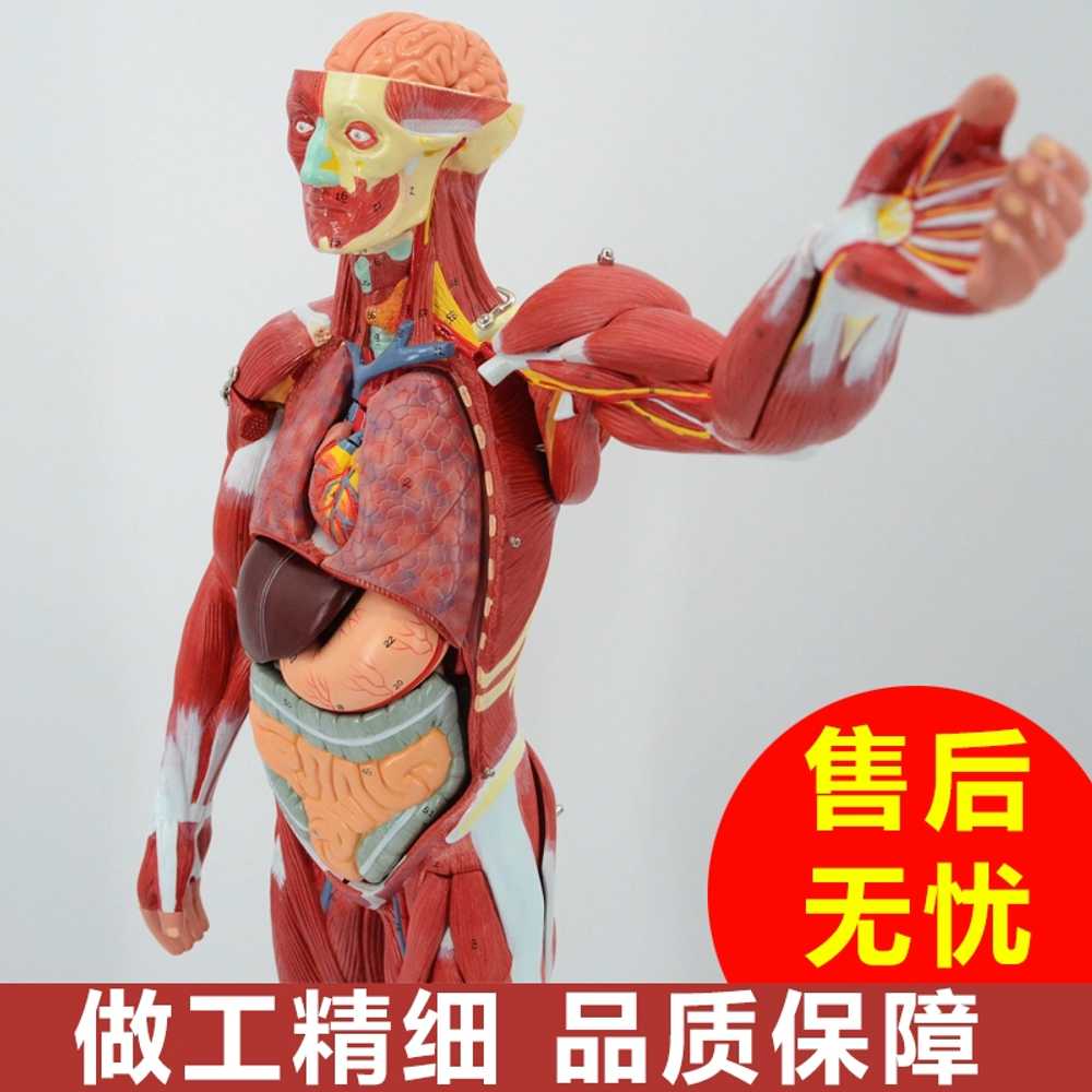 인체 근육모형 과학실 보건수업 병원 학교 해부모형 - 상세 이미지 2