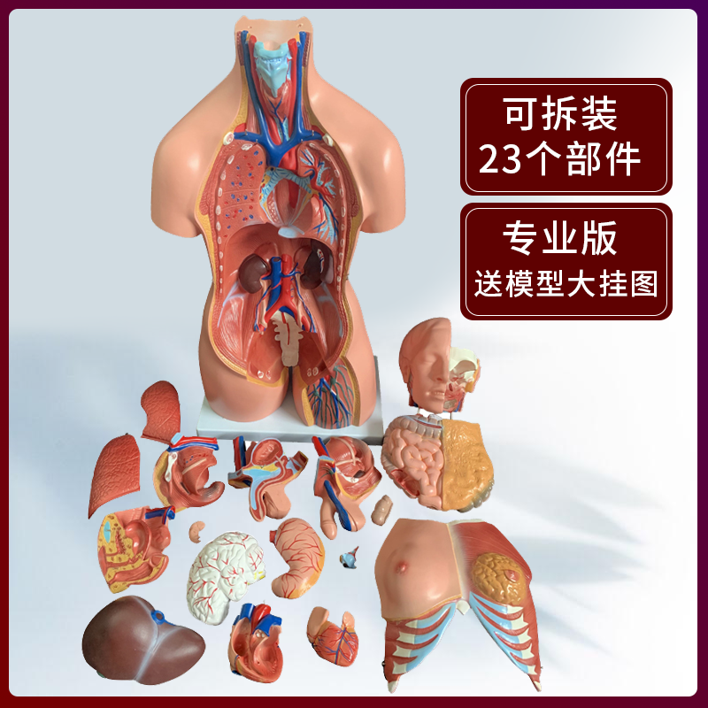 해부학 교습용 침자리 경락 인체 모형 신체 근골격 - 상세 이미지 5
