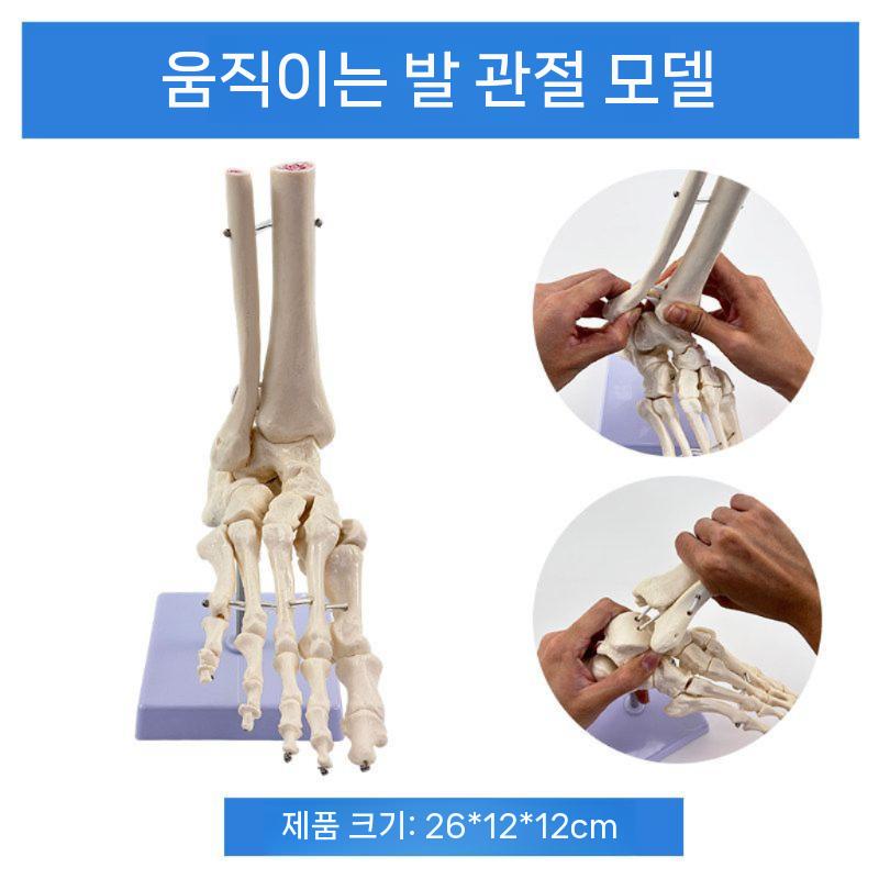 발관절 모형 인체 해부학 정형외과 인대 실습 발 관절 - 상세 이미지 2