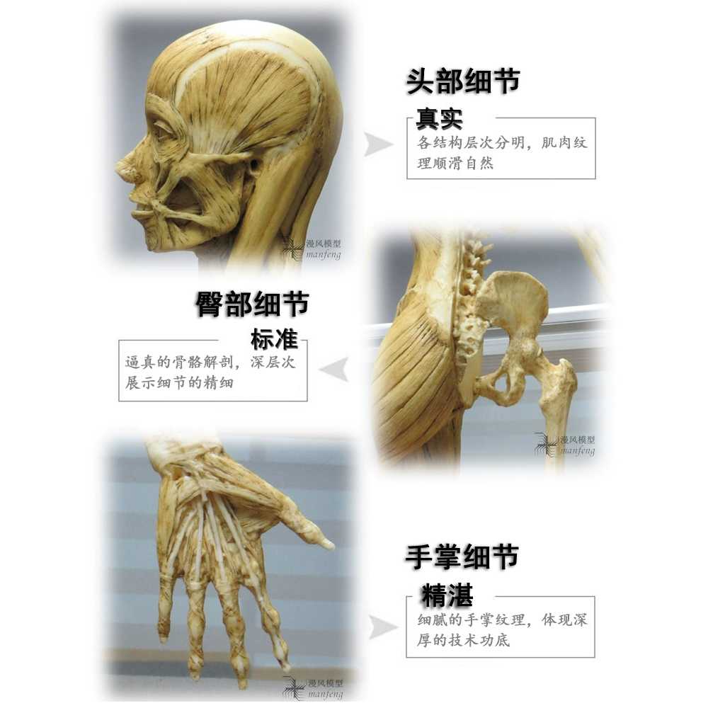 근육 모형 인체 드로잉 미술 소품 해부학 교육용 교구 60 여성 - 상세 이미지 4