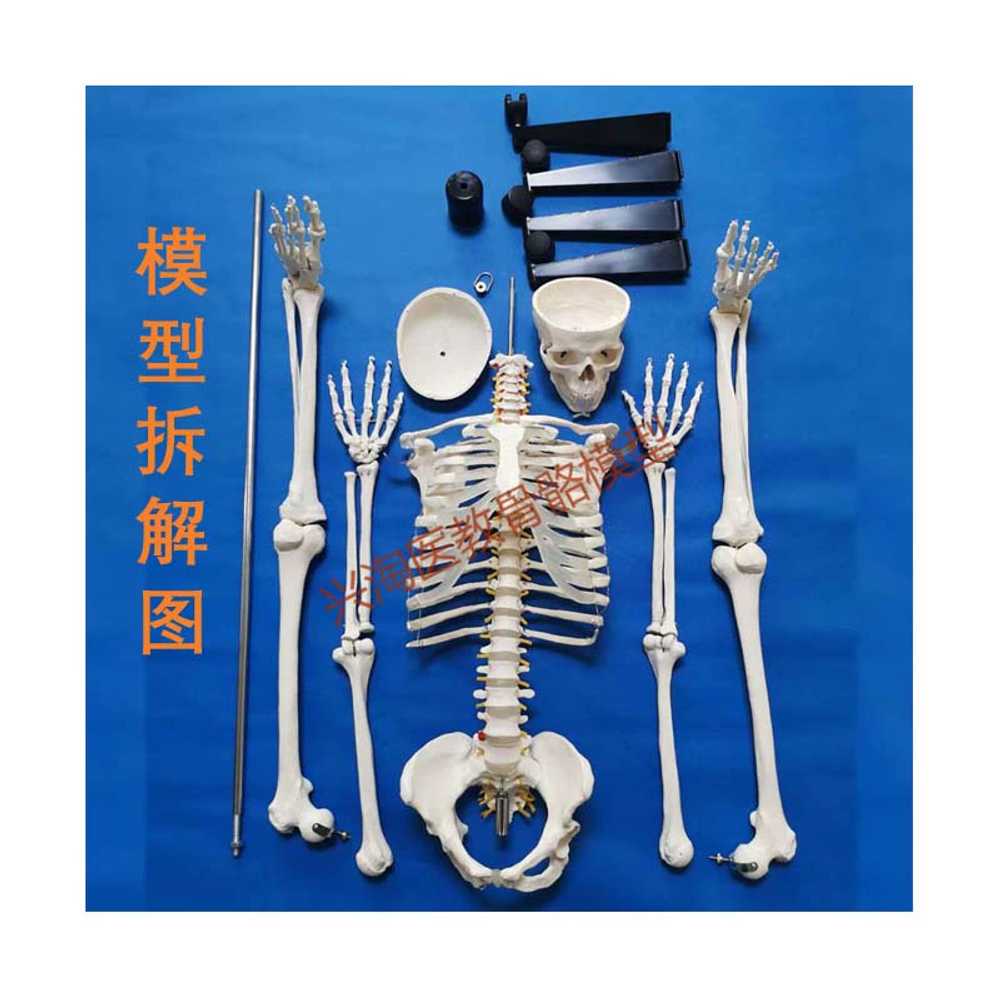 해골 해부학모형 의과대학 병원 교육용 인체모형 추간판 85cm 이미지 7