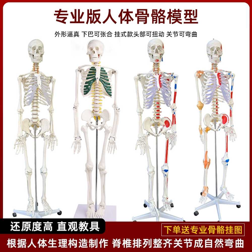 전신 인체모형 해골 골격 모형 교육용 관절 뼈대 170cm 일반 - 상세 이미지 2