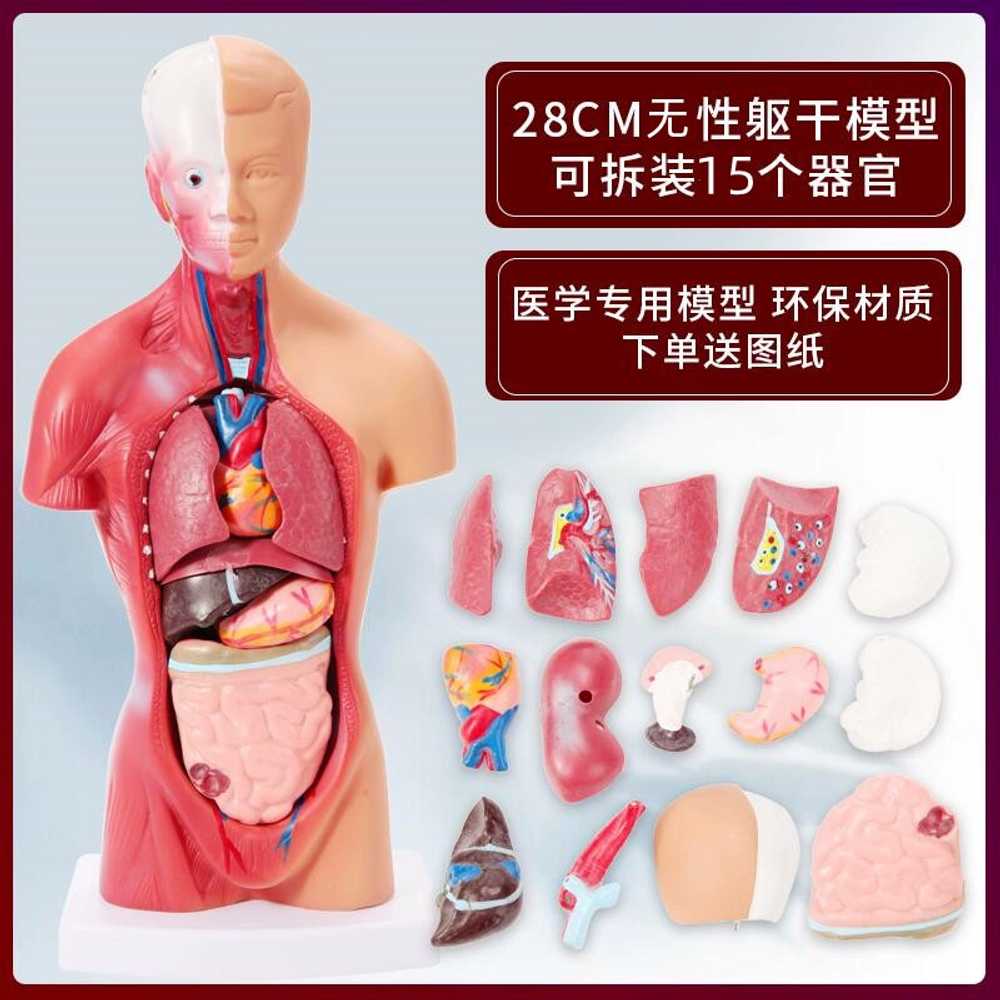 해부학 교습용 침자리 경락 인체 모형 신체 근골격 - 상세 이미지 3