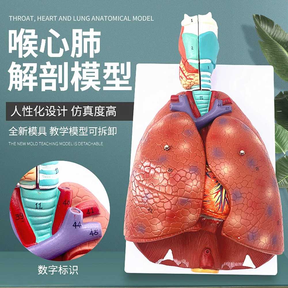 해부학 폐모형 금연 보건소 진료실 보건교육 과학교구 - 상세 이미지 2