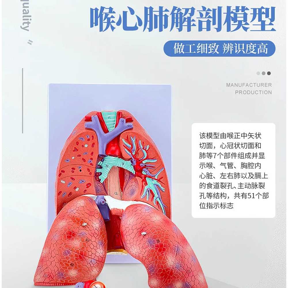 해부학 폐모형 금연 보건소 진료실 보건교육 과학교구 - 상세 이미지 3